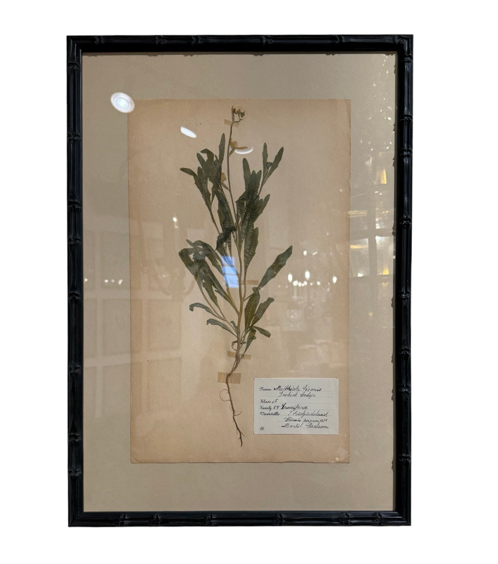 Framed Herbariums (have 3)