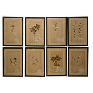 Swedish Framed Herbariums (5 in stock)