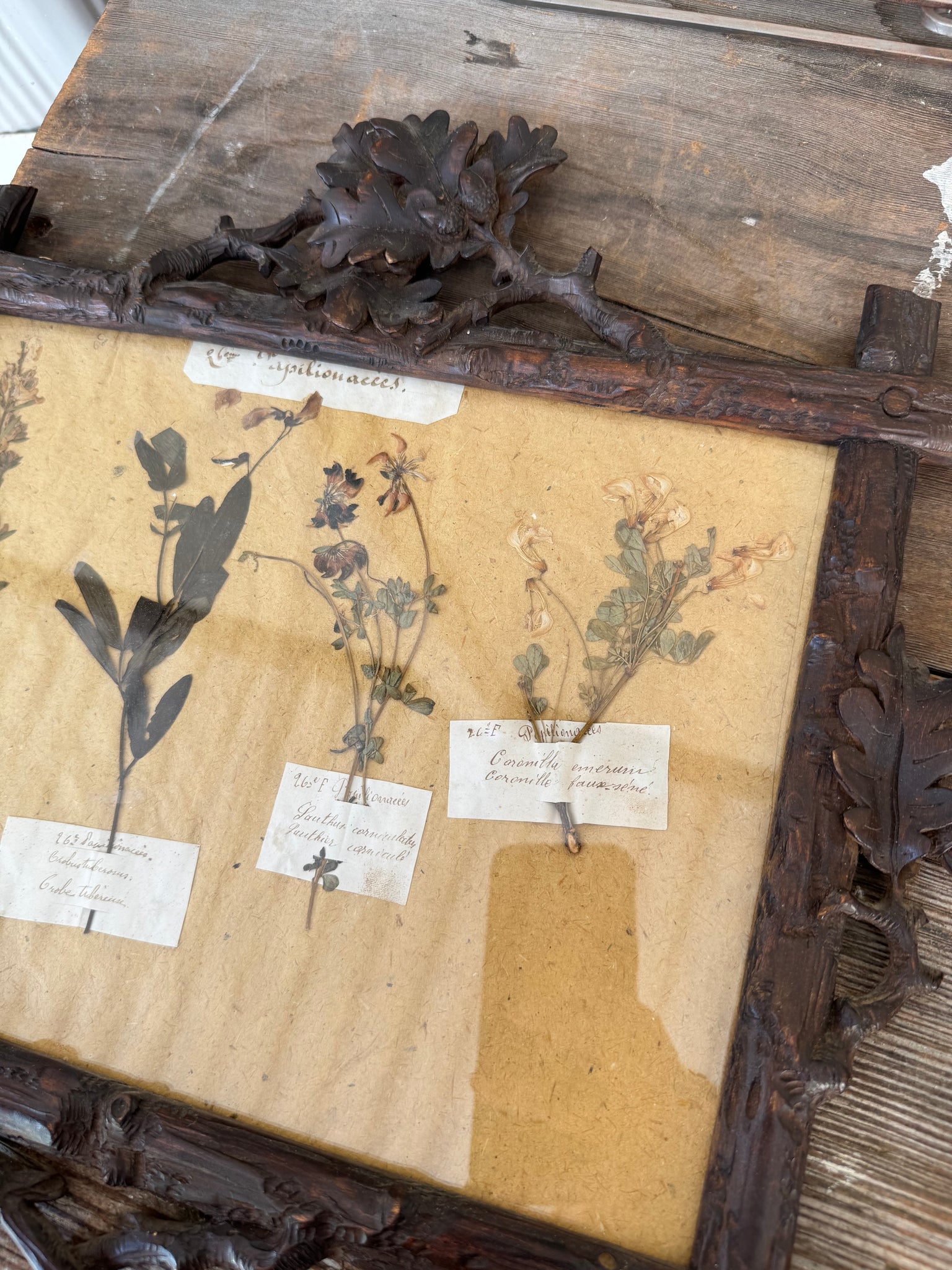 Pair Herbariums in Black Forest Frames