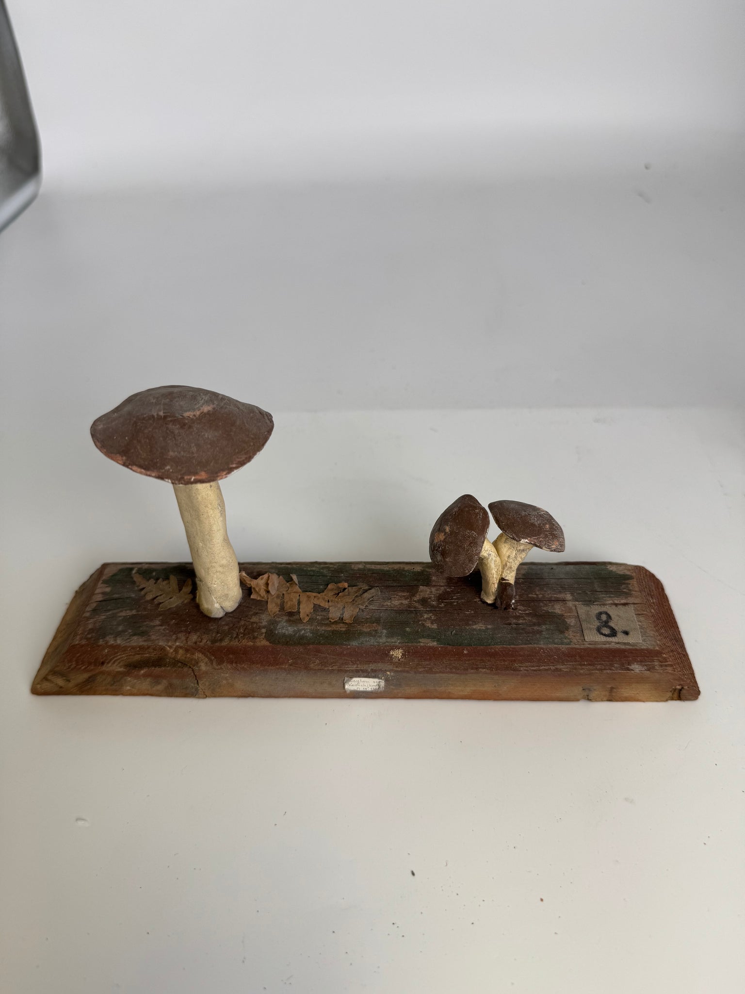 European Scientific Mushroom Model (have 12)
