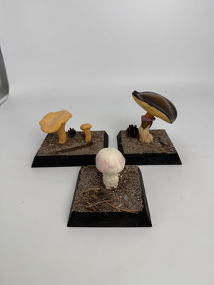 European Scientific Mushroom Models