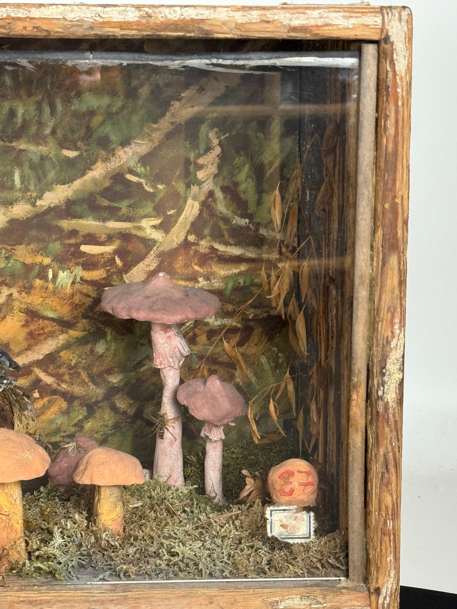 European Mushroom Diorama