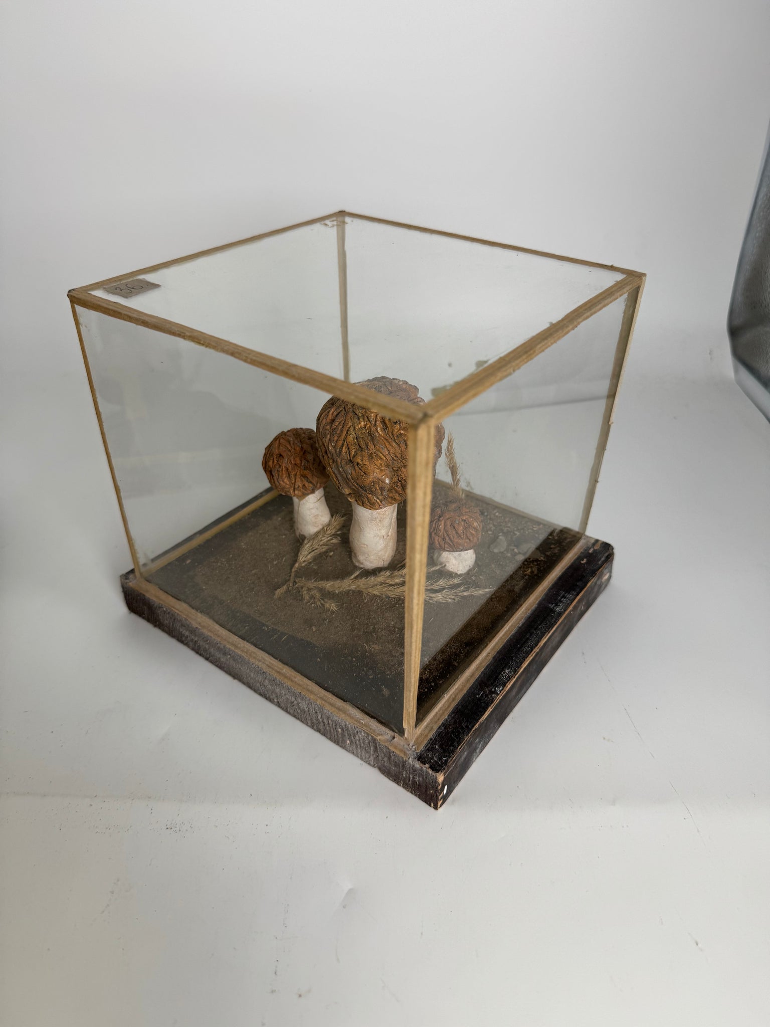 European Mushroom Models (have 4)