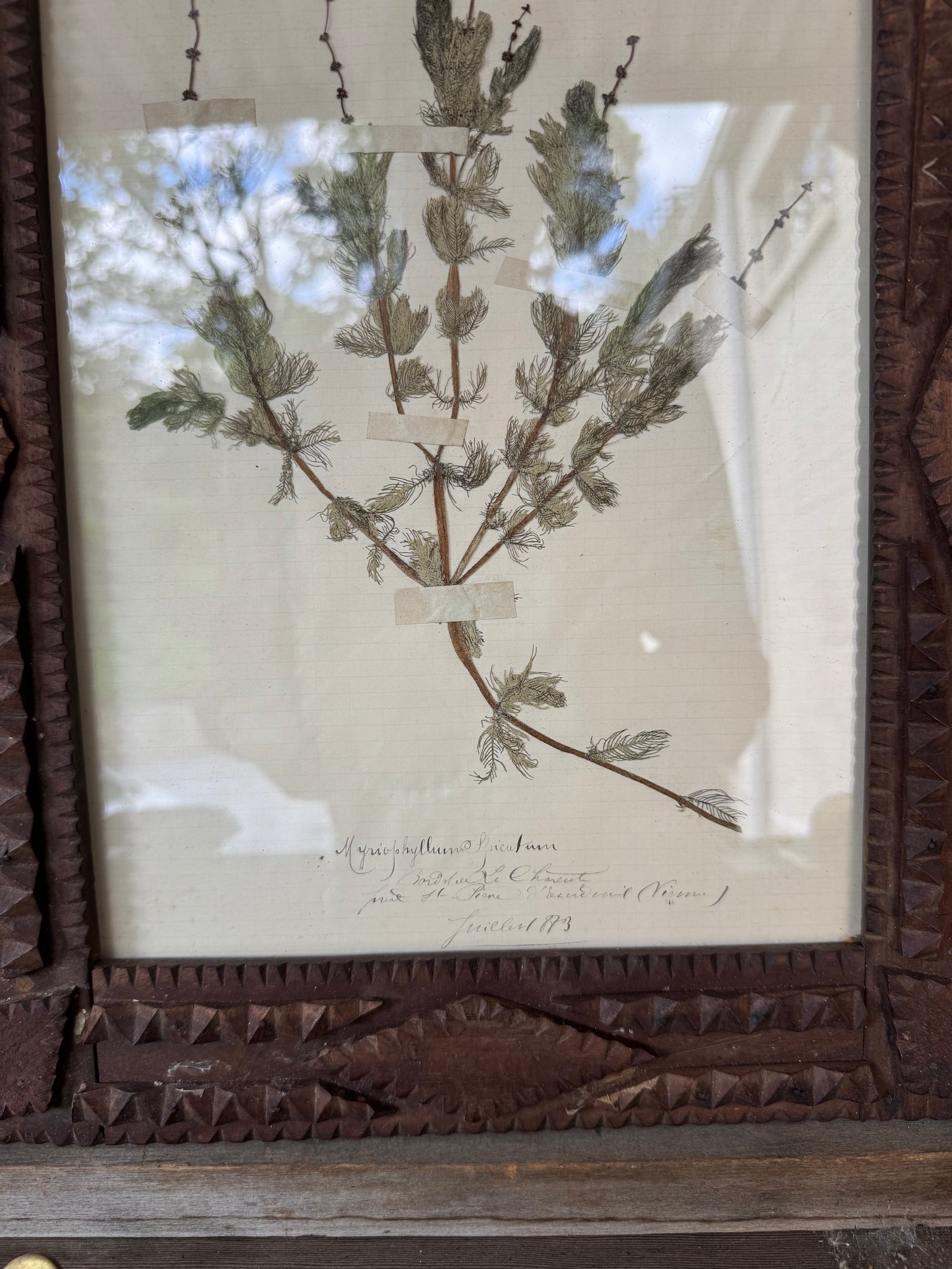 French Tramp Art Herbarium