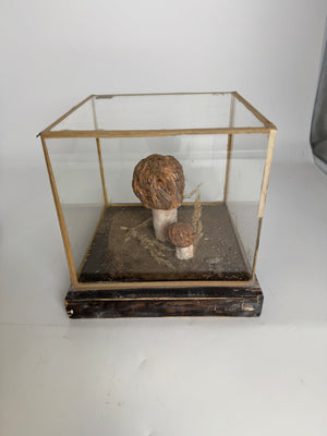 European Mushroom Models (have 4)
