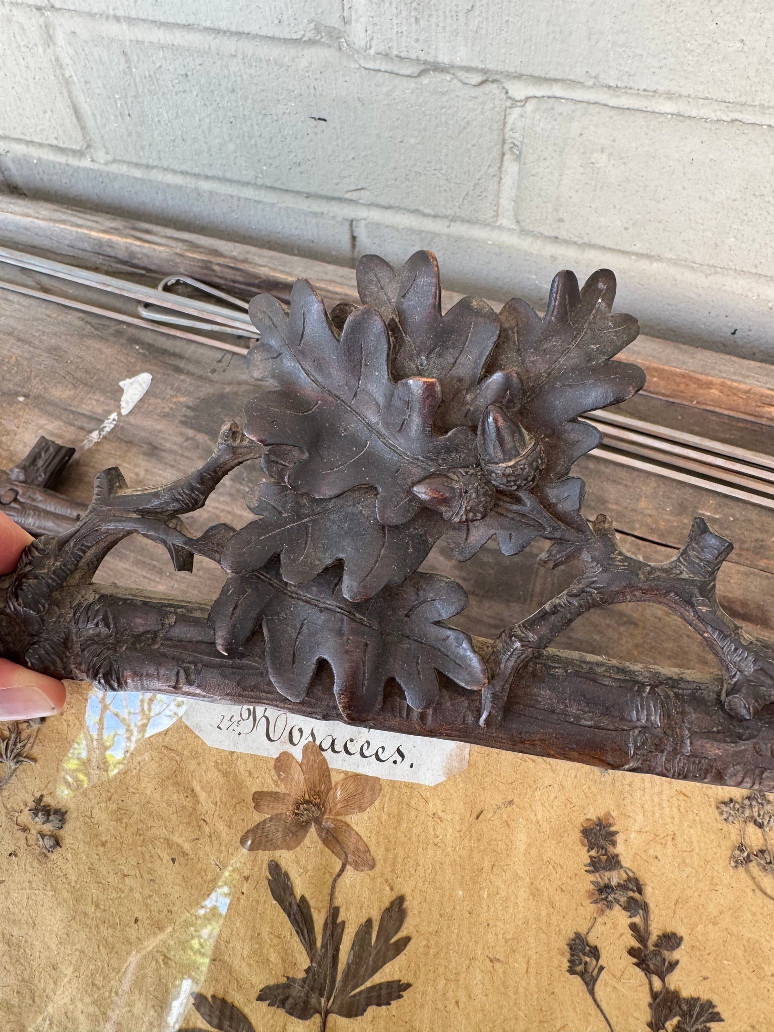 Pair Herbariums in Black Forest Frames