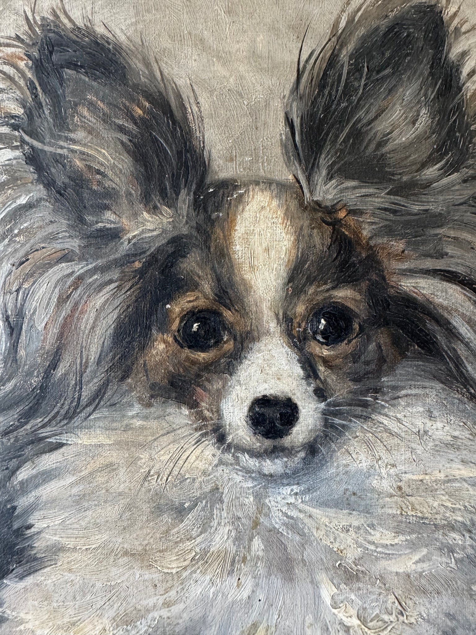 French Dog Portrait