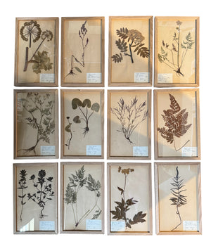 French Herbariums (12 available)