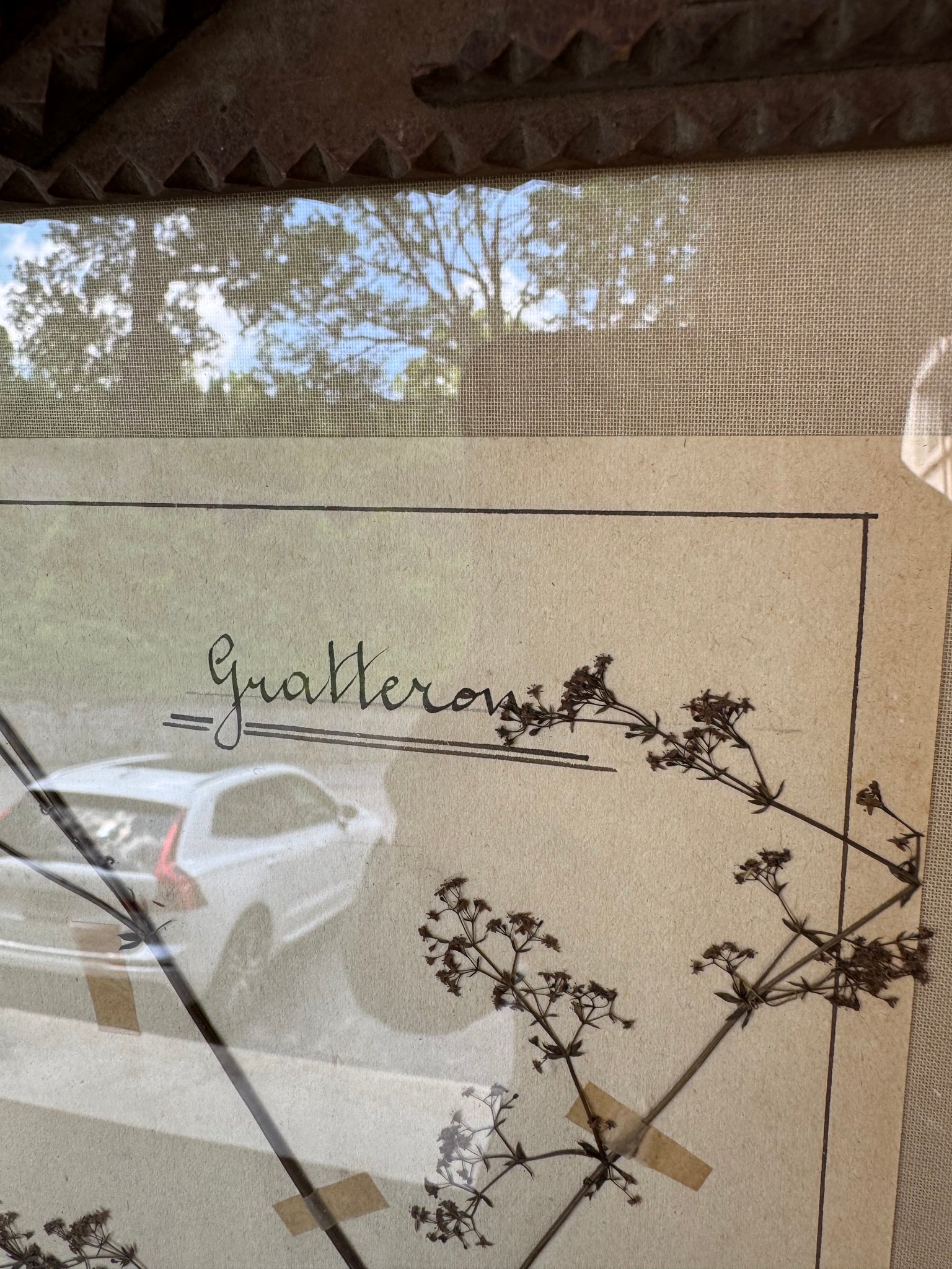 French Herbarium in Tramp Art Frame
