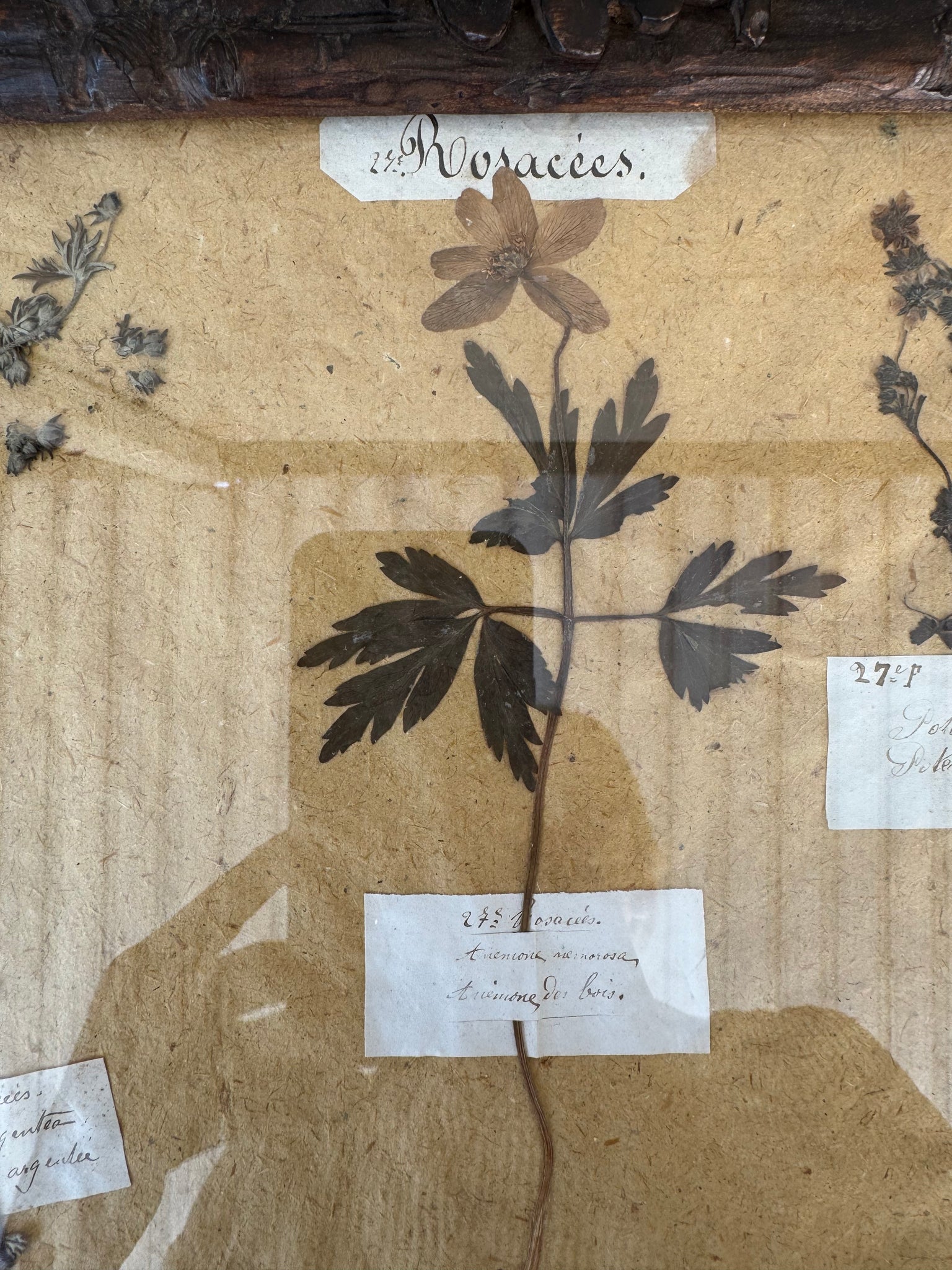 Pair Herbariums in Black Forest Frames