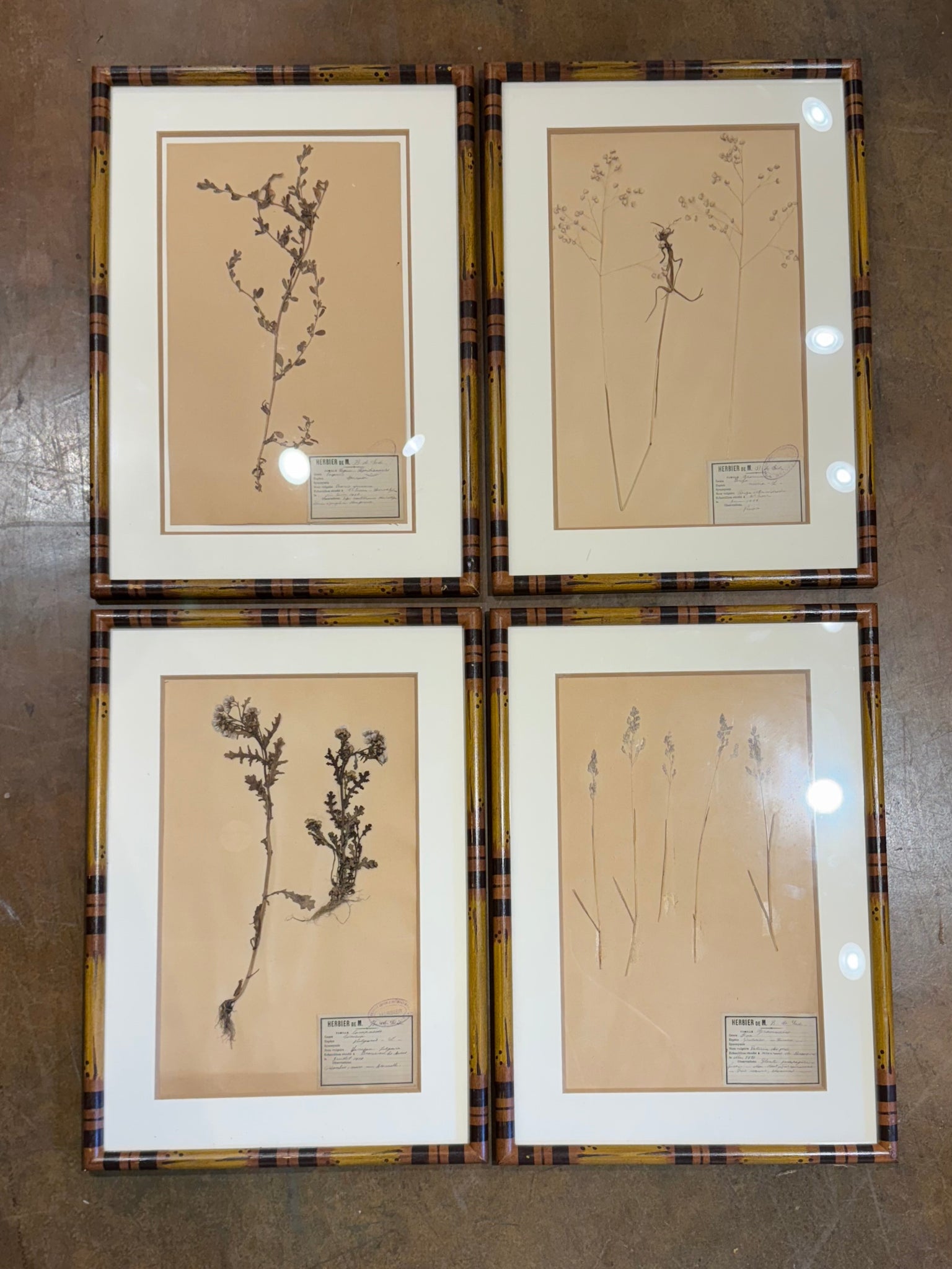 French Herbariums in Faux Bamboo Frame (22 avail)