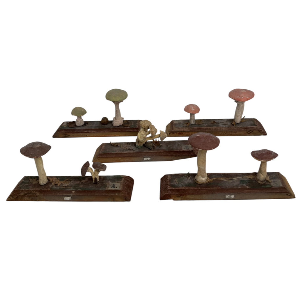 European Scientific Mushroom Model (have 12)