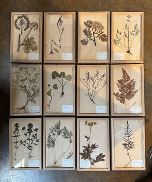 French Herbariums (12 available)