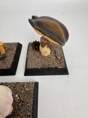 European Scientific Mushroom Models