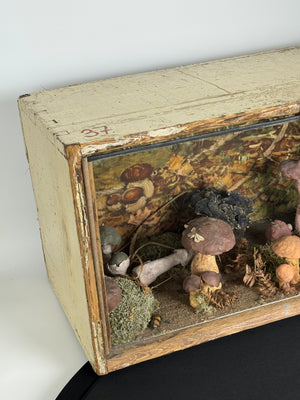 European Mushroom Diorama