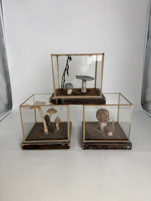 European Mushroom Models (have 4)
