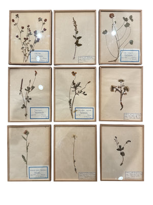 French Herbariums (14 available)