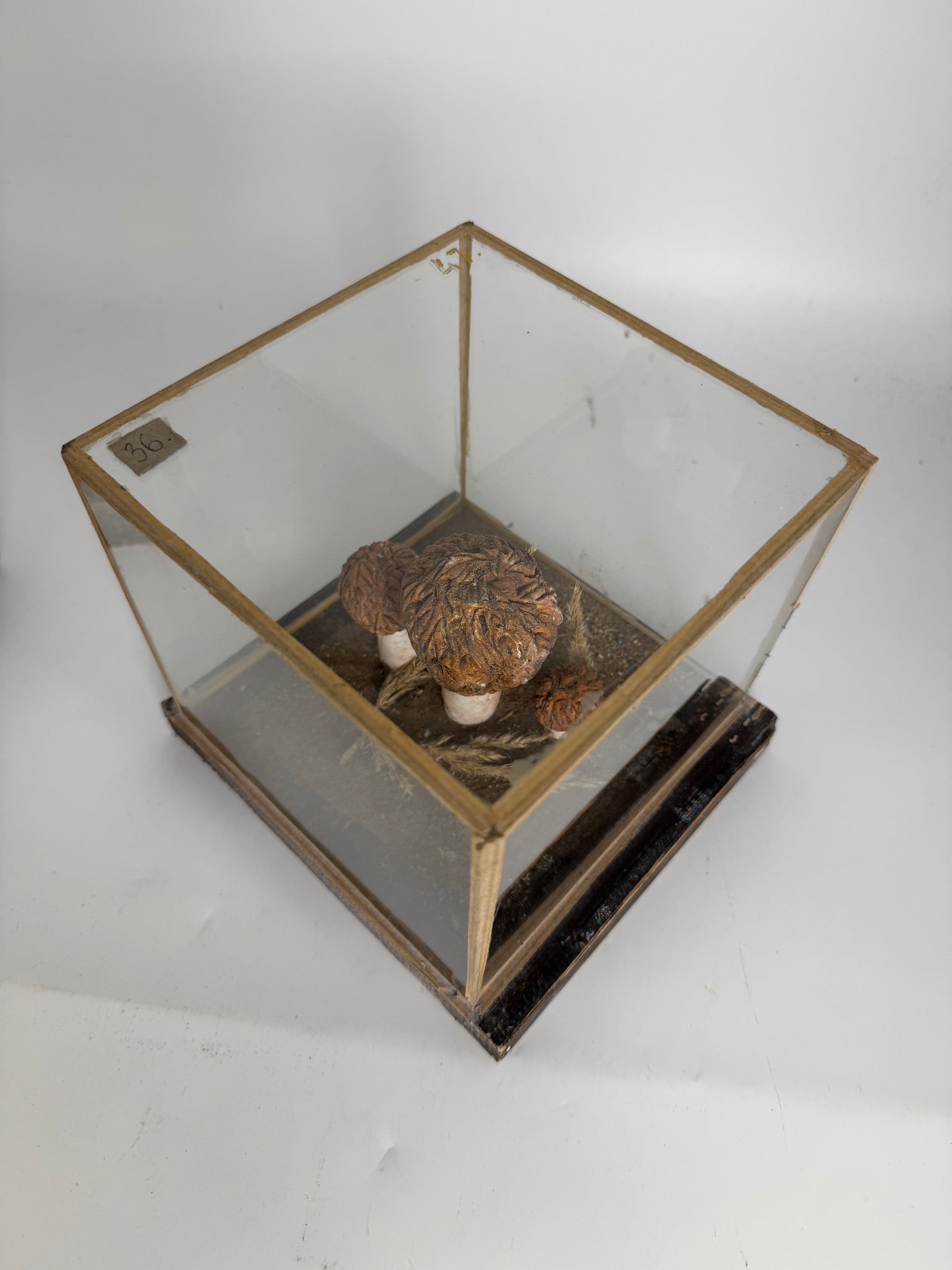 European Mushroom Models (have 4)