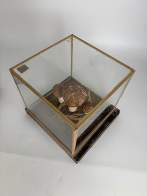 European Mushroom Models (have 4)