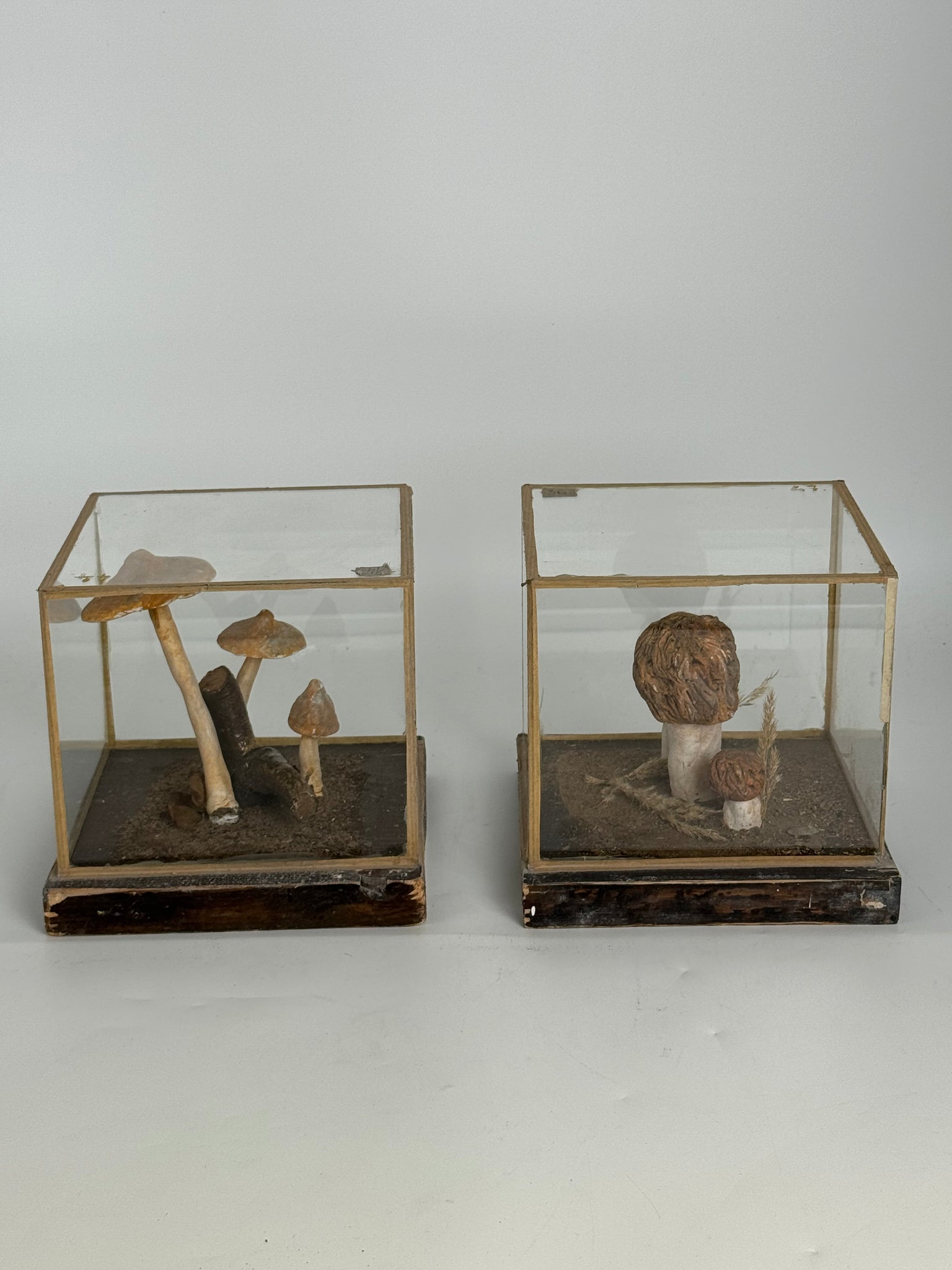 European Mushroom Models (have 4)