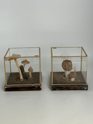 European Mushroom Models (have 4)