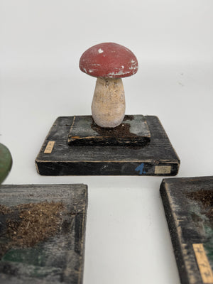 European Scientific Mushroom Models (have13)