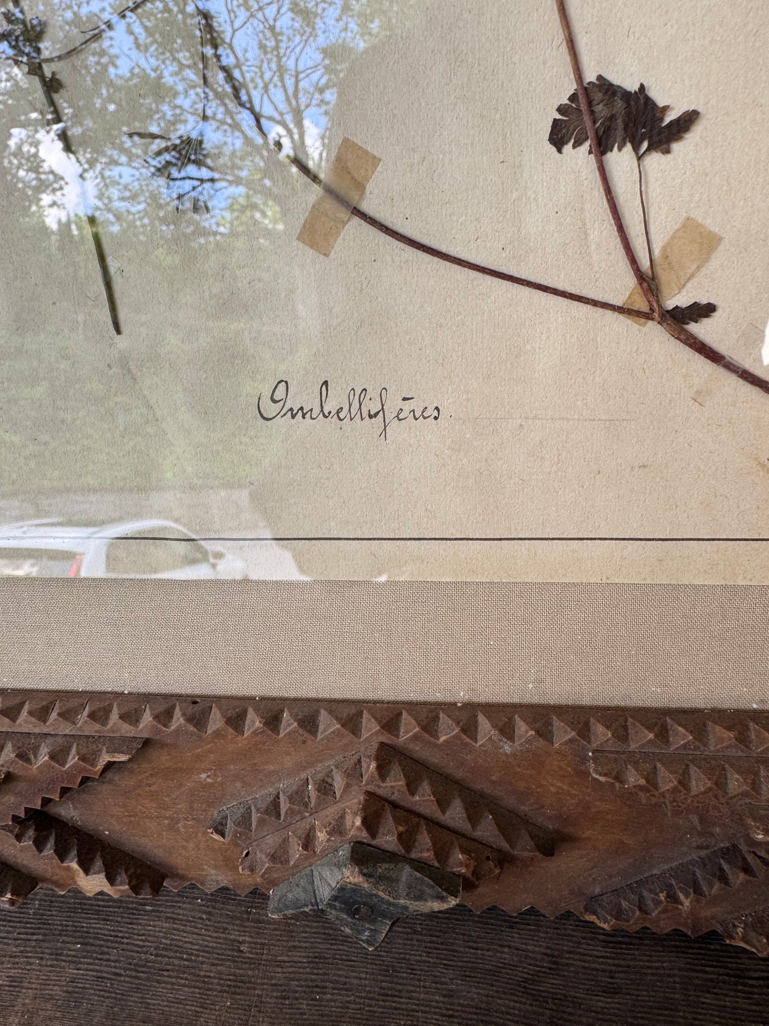 French Herbarium in Tramp Art Frame