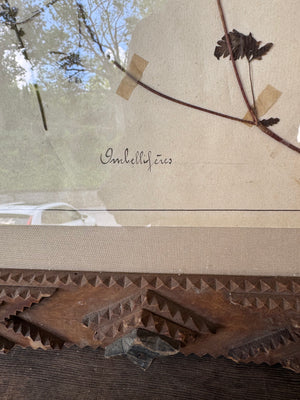 French Herbarium in Tramp Art Frame