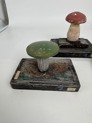 European Scientific Mushroom Models (have13)