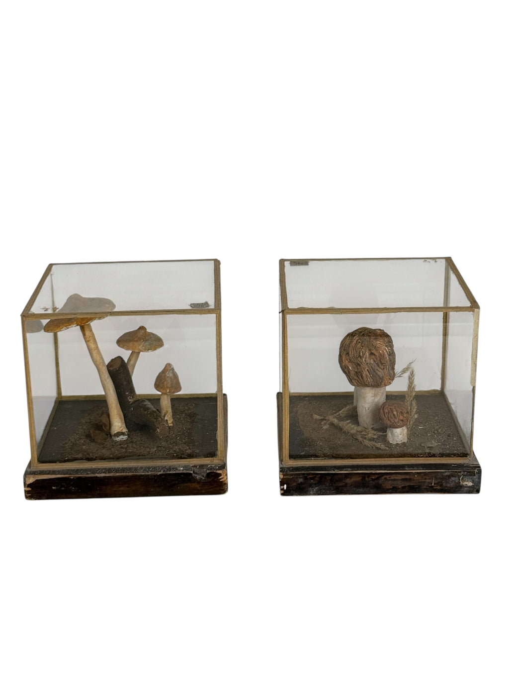 European Mushroom Models (have 10)