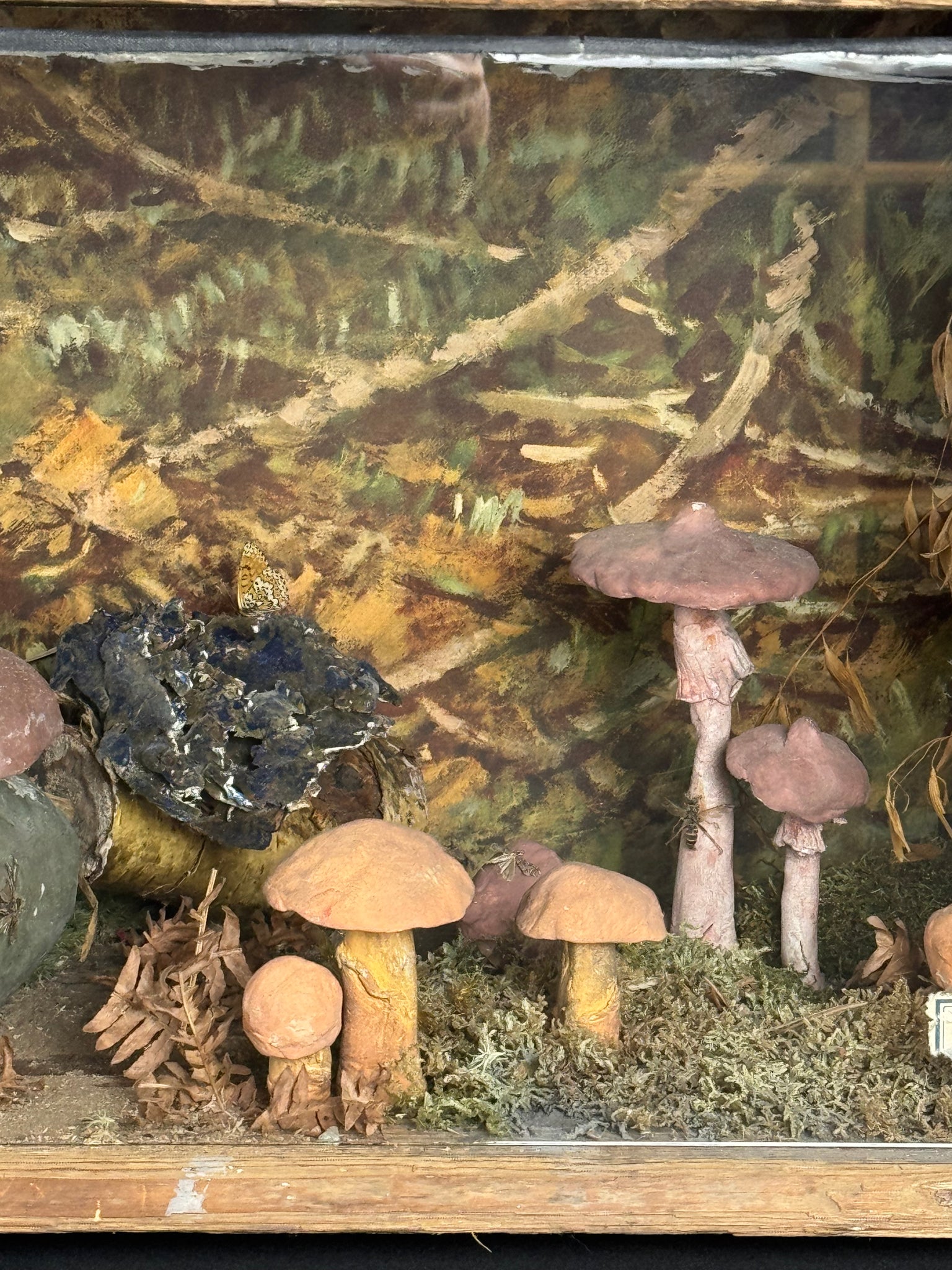 European Mushroom Diorama
