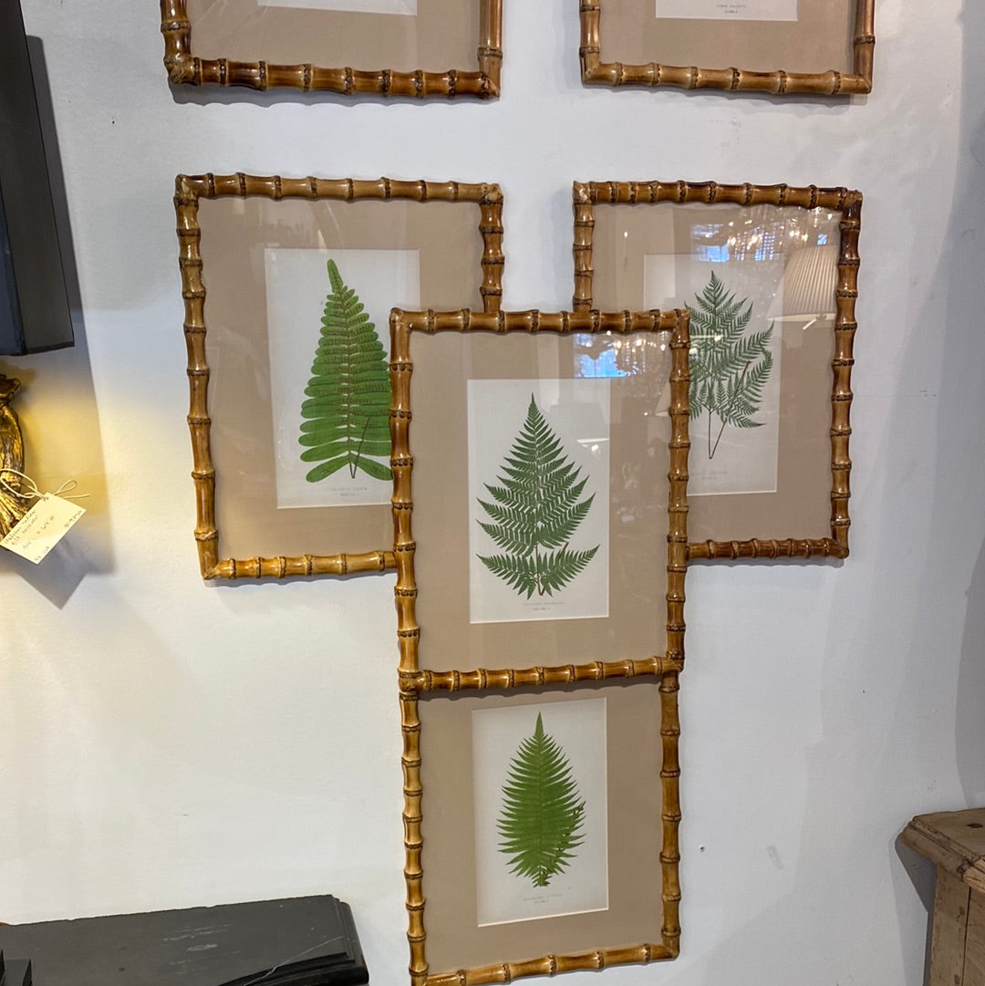 Fern prints in Bamboo Frame