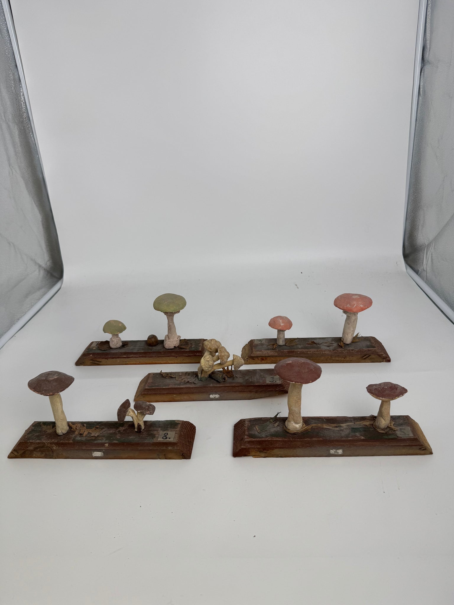 European Scientific Mushroom Model (have 12)