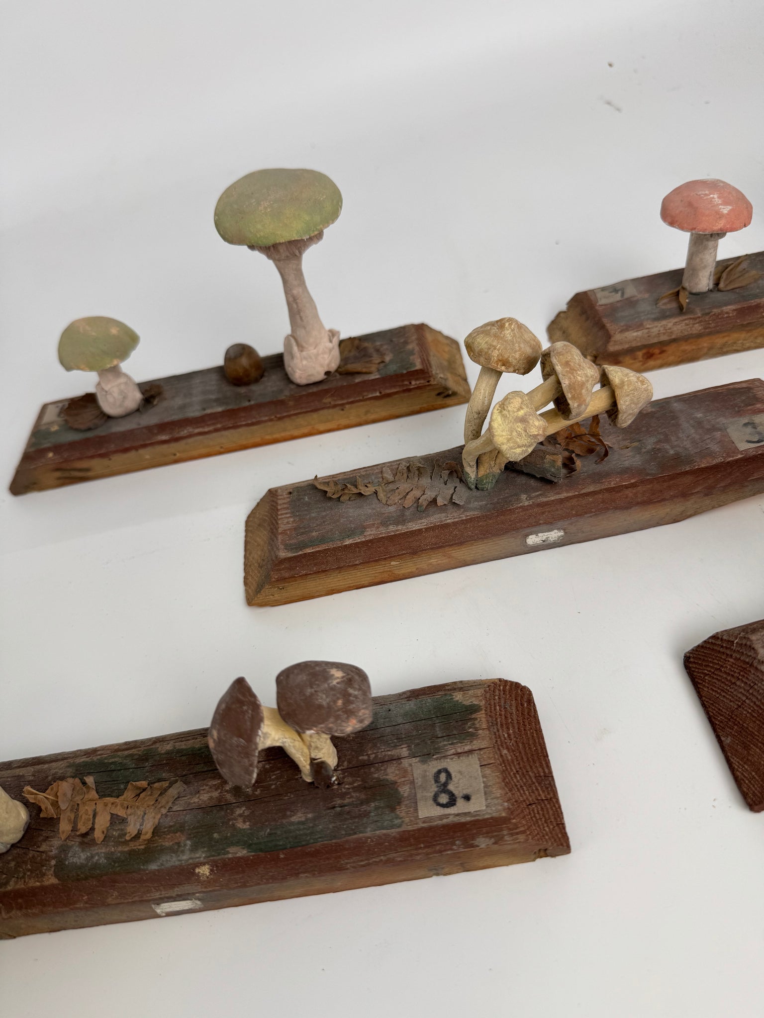 European Scientific Mushroom Model (have 12)