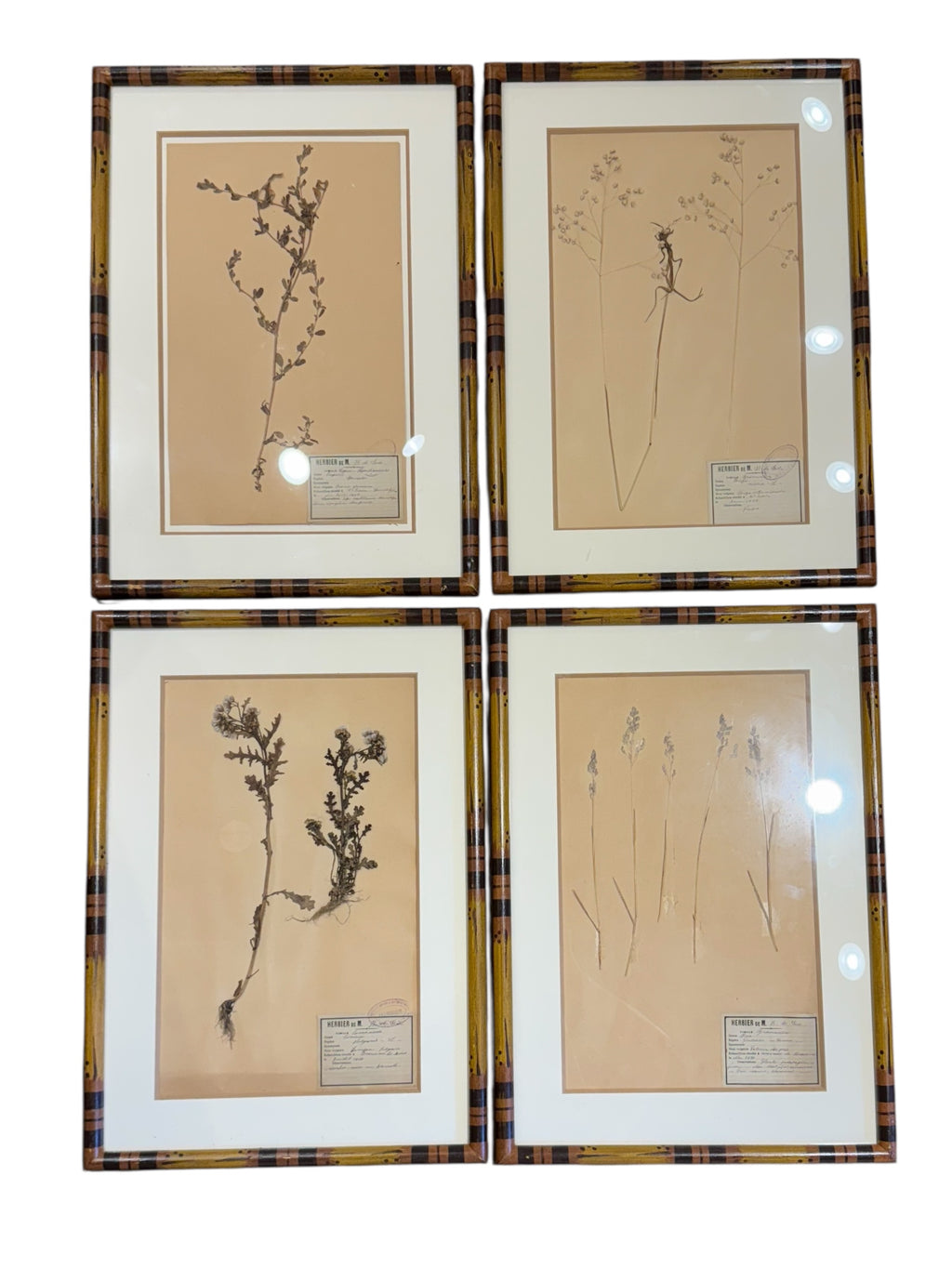 French Herbariums in Faux Bamboo Frame (22 avail)