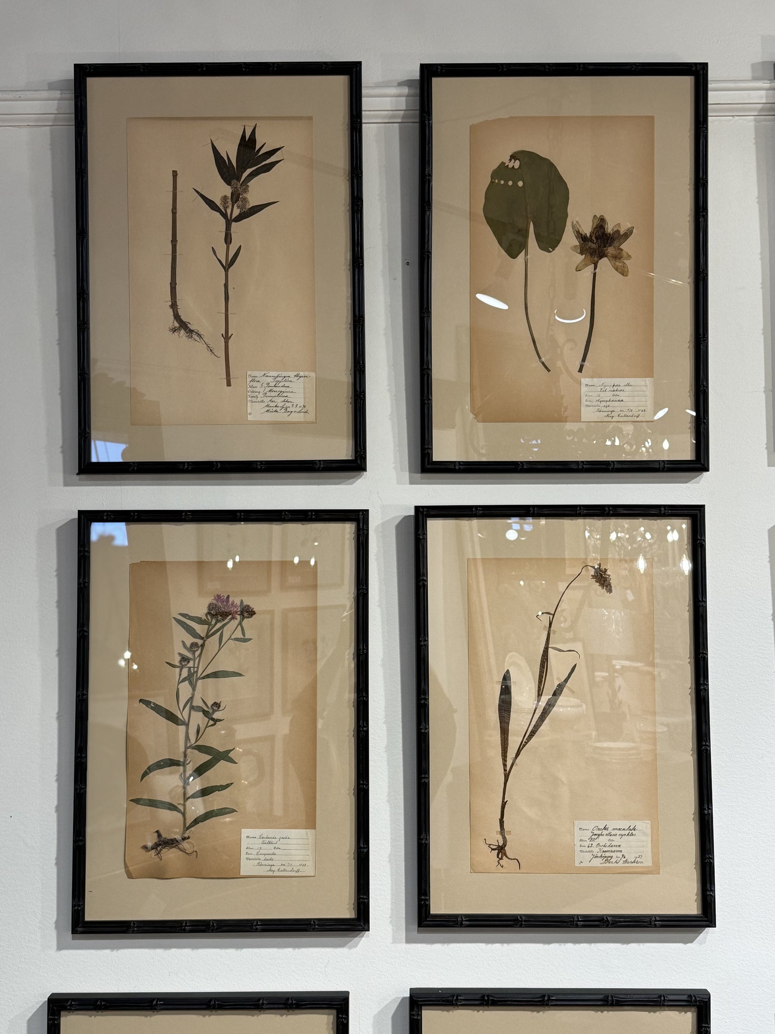 Framed Herbariums (have 15)