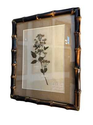 French Herbarium Framed in Bamboo