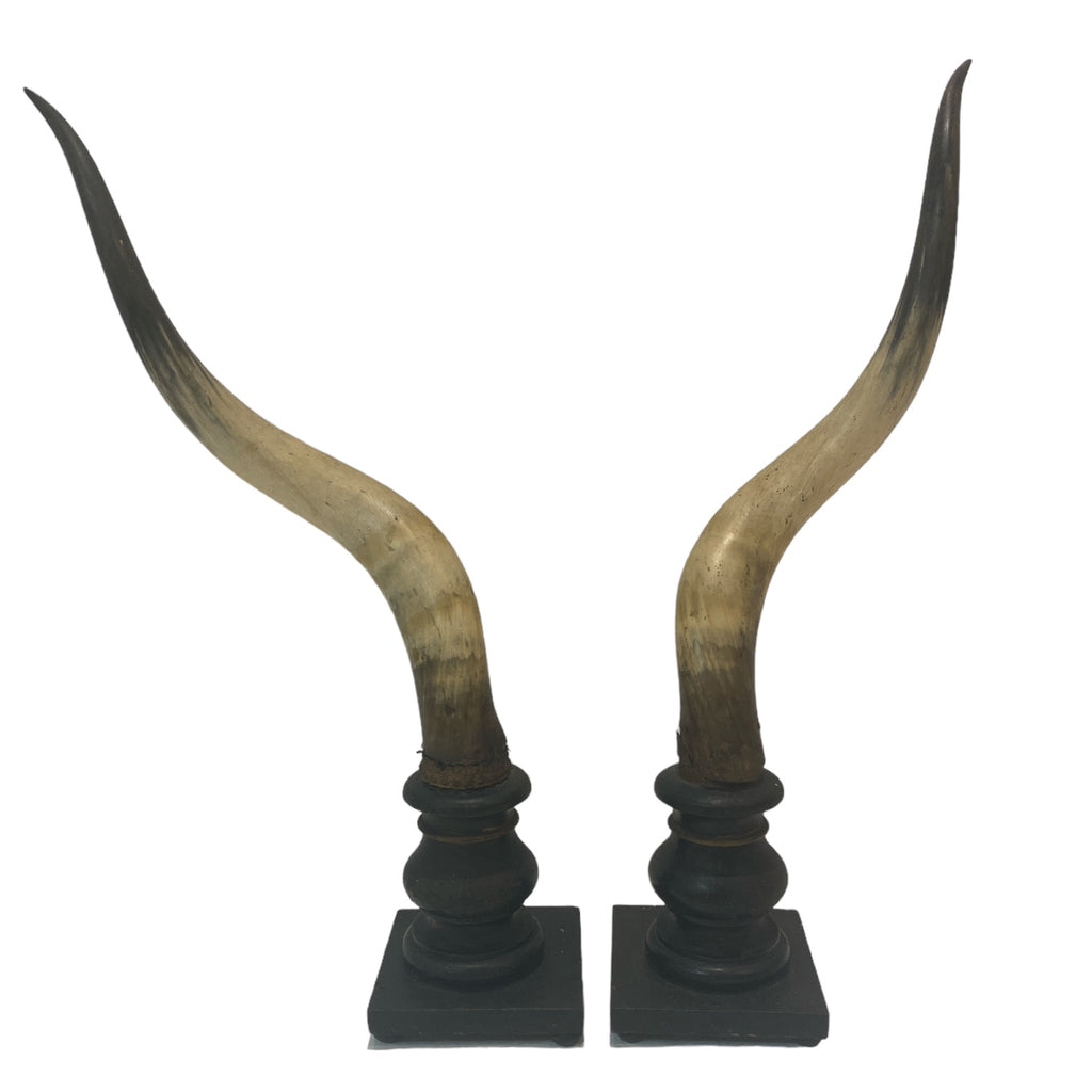 Pair of Mounted Horns