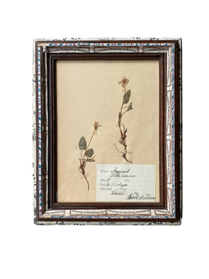 Herbarium in Artisian Made Frame