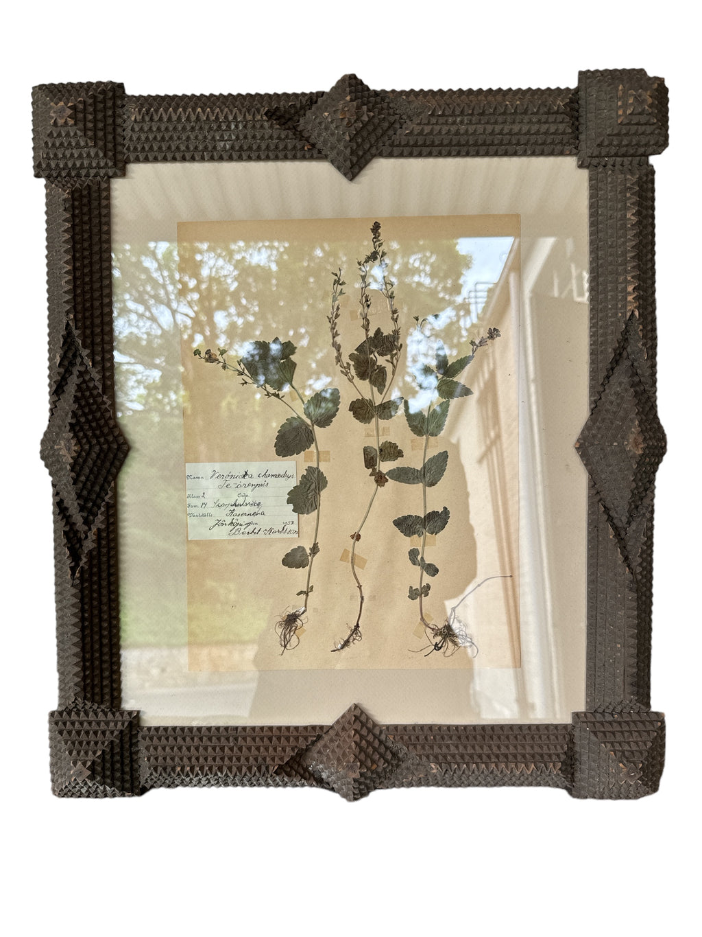 French Tramp Art Frame w Herbarium