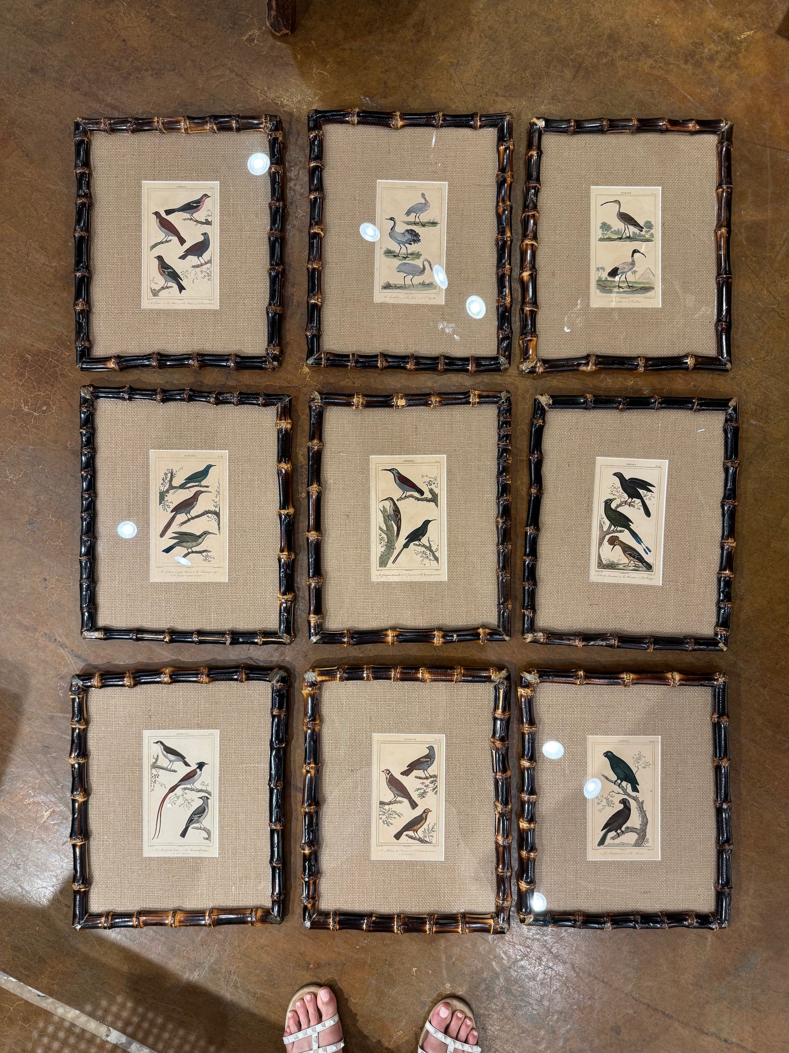 19th c Framed Birds in Bamboo (have 18)