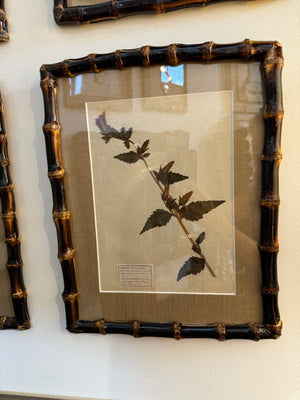 French Herbarium Framed in Bamboo