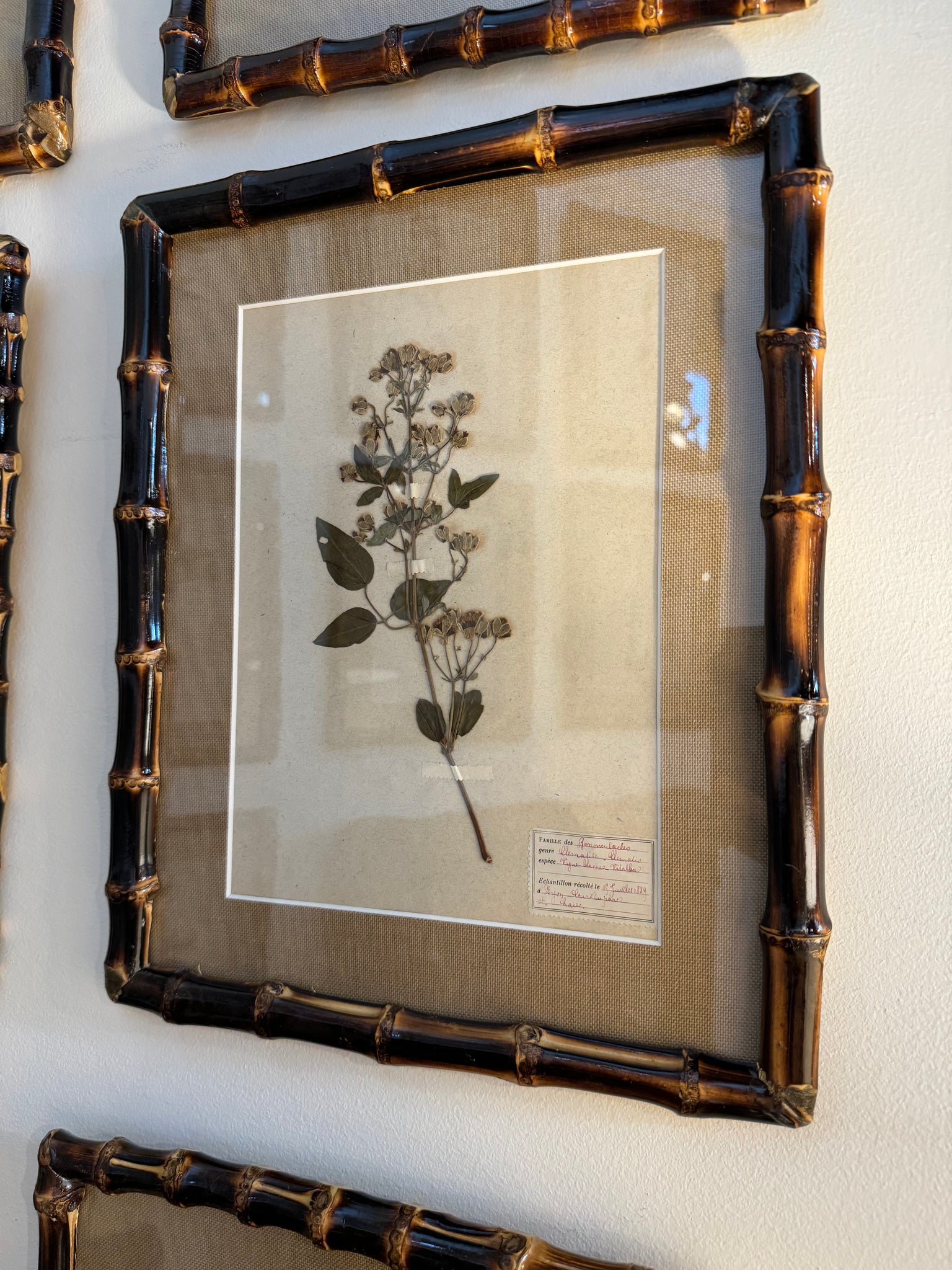 French Herbarium Framed in Bamboo