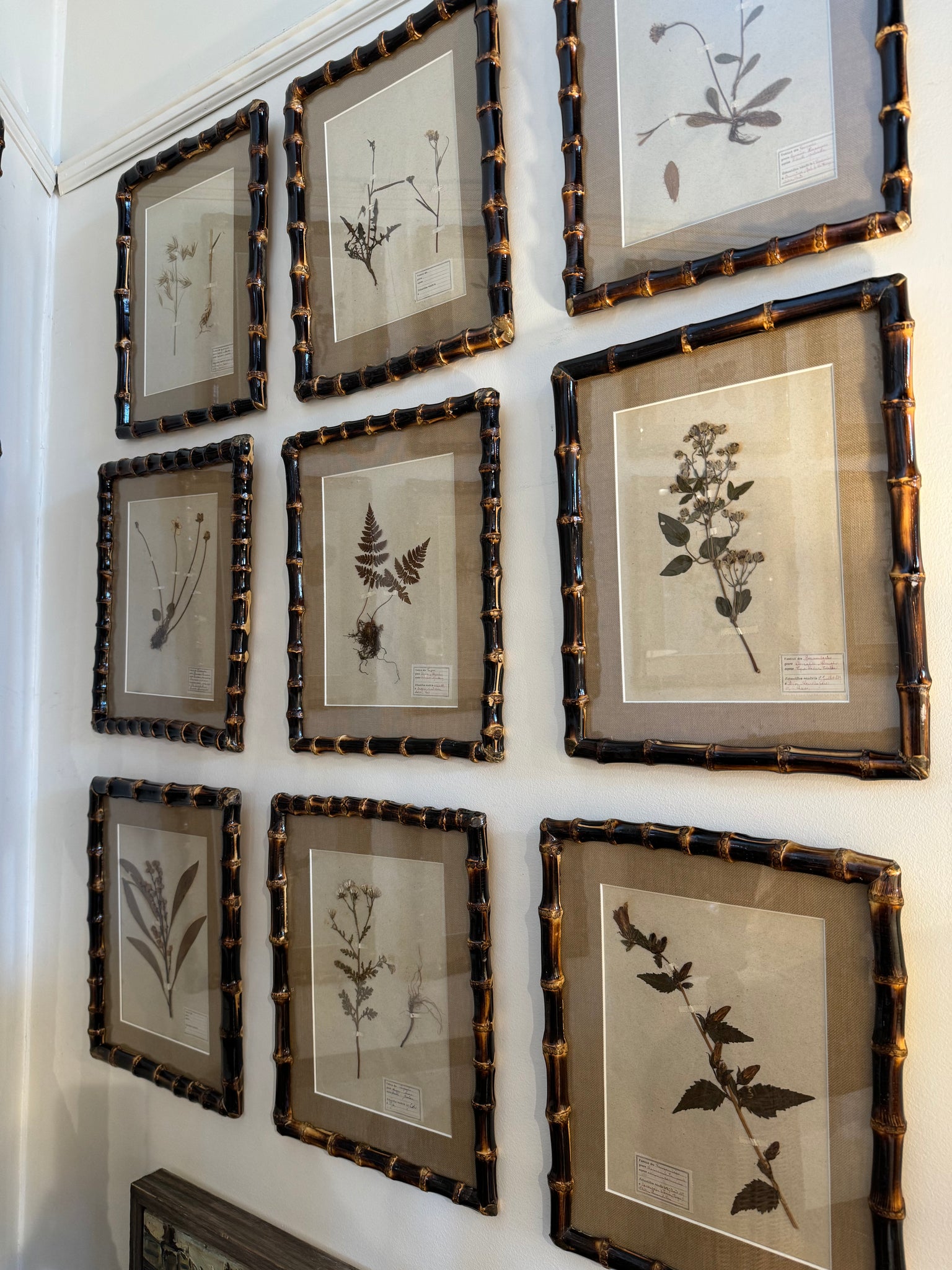 French Herbarium Framed in Bamboo