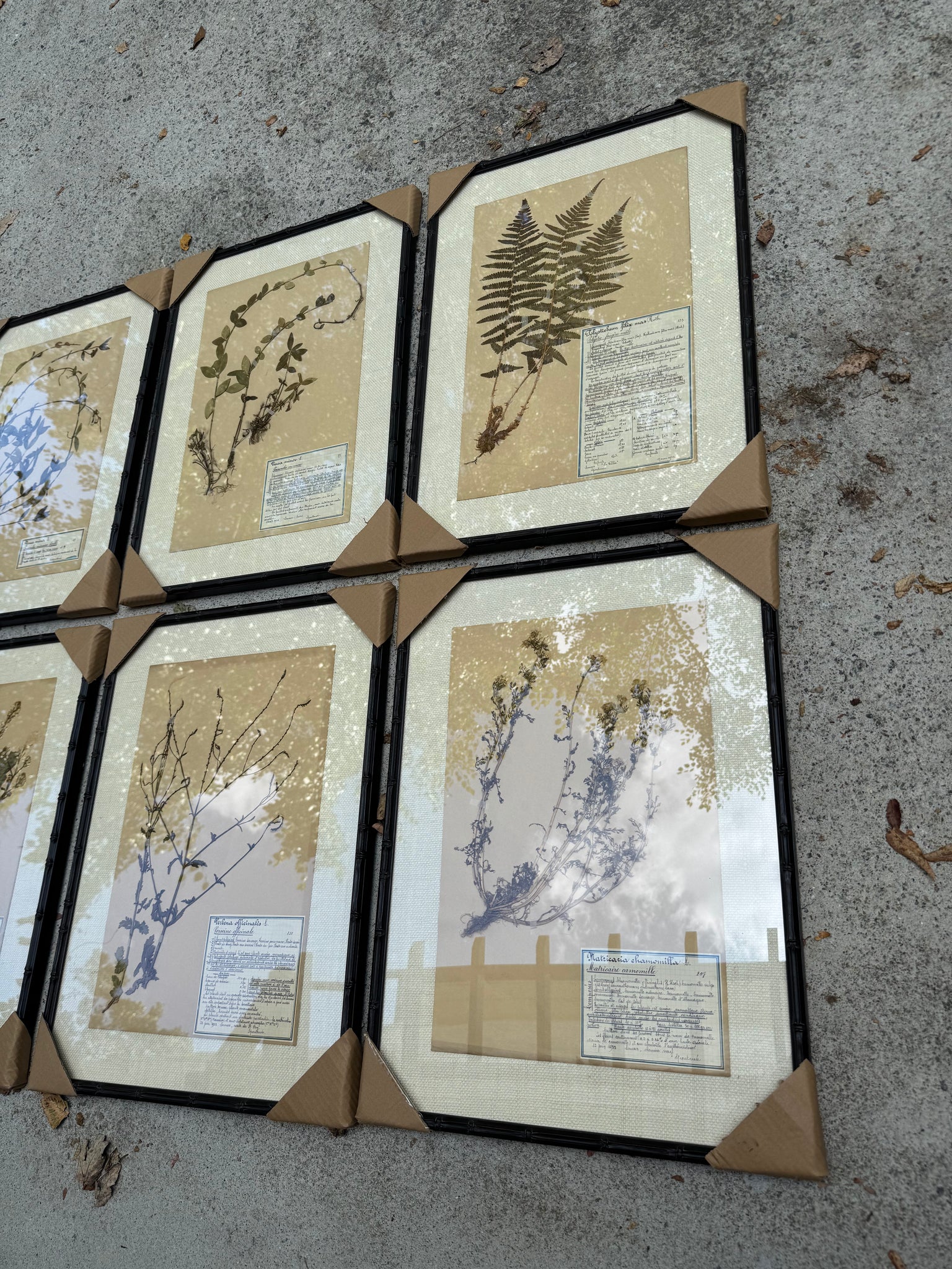 French Herbariums (8 available)