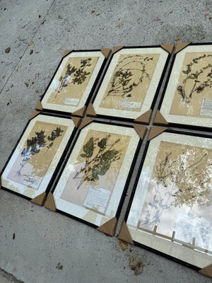 French Herbariums (8 available)