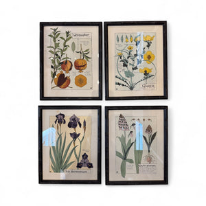 Art Nuveau Framed Prints 1903 (22 avail)