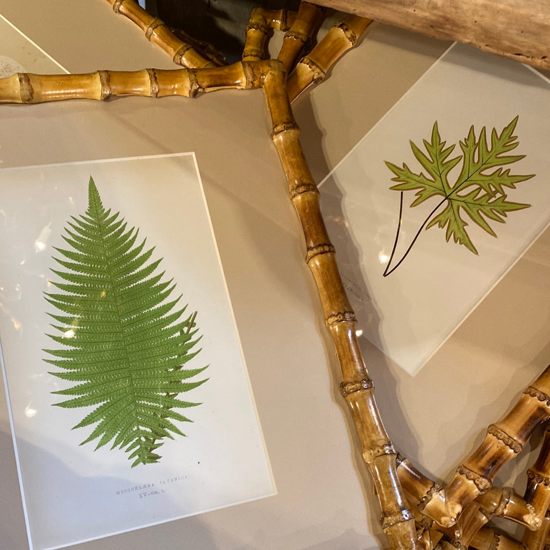 Fern prints in Bamboo Frame