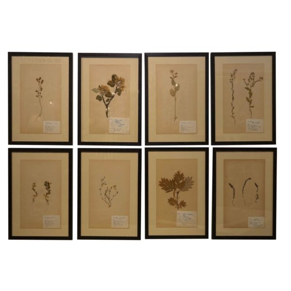 Swedish Framed Herbariums (5 in stock)