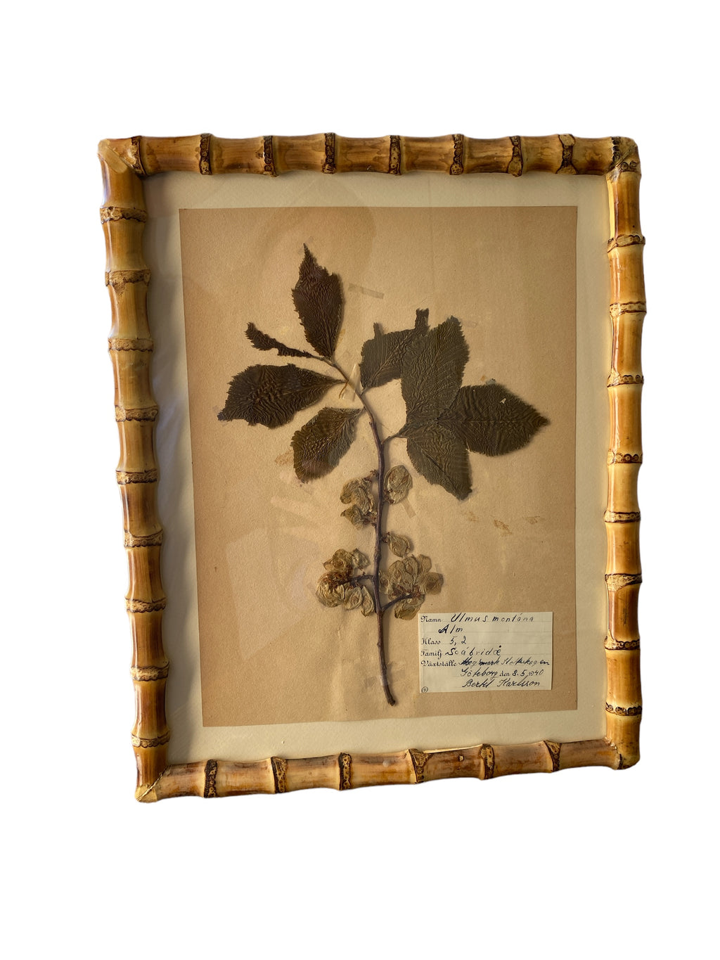 French Herbarium in Bamboo  9 available Frame